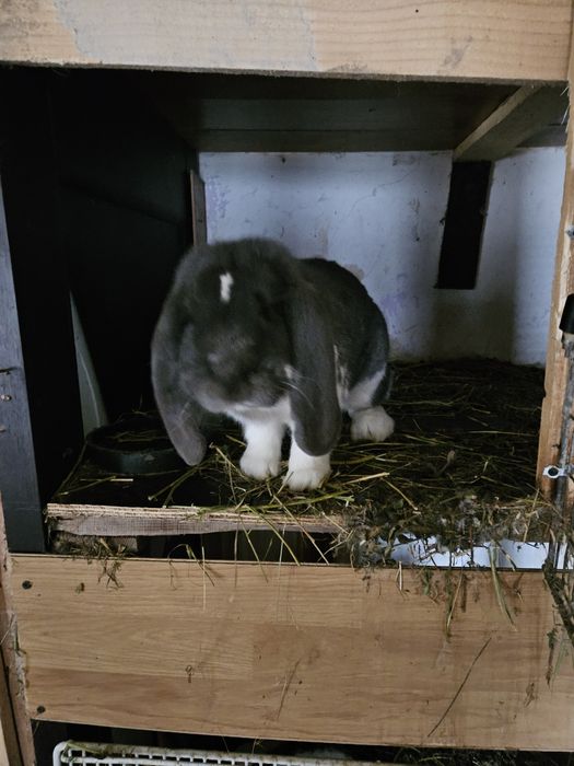 Iepuri berbec german