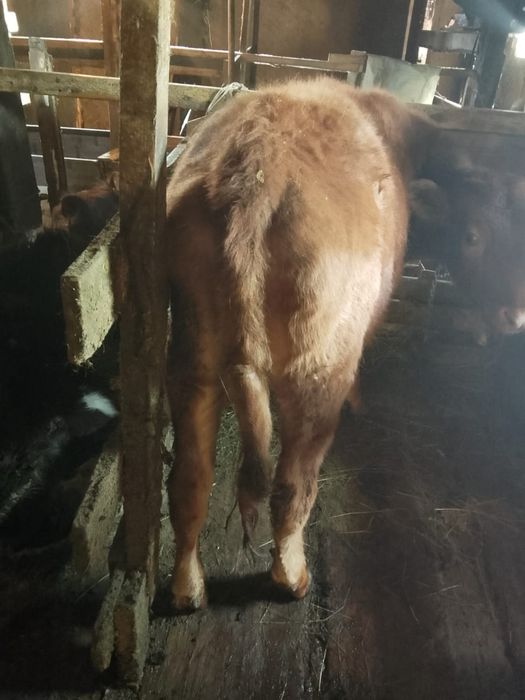 Продам жирных телок