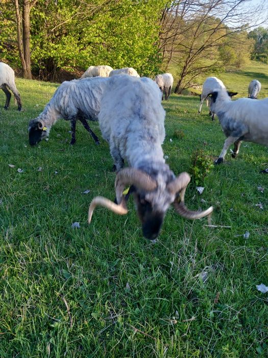 Vând 2 berbeci buni de prăsilă