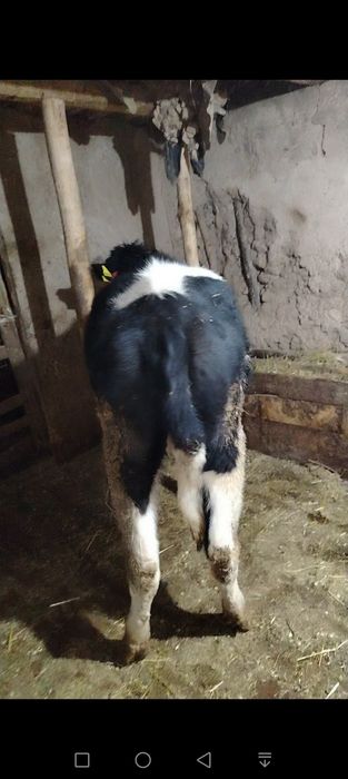 Гунажин сотилади