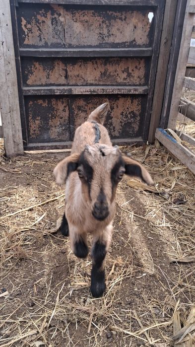 Продается козлик