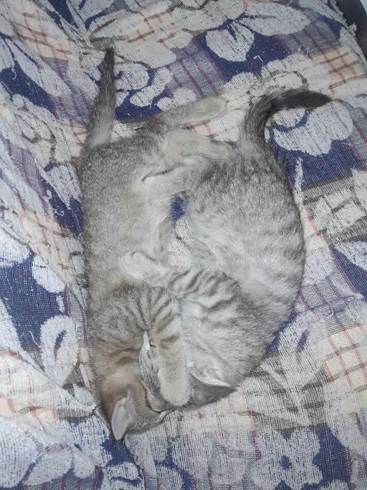Котята бесплатно