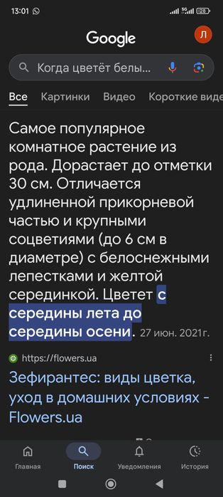 Зефирантес(подснежник), абутилон