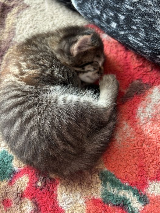 Отдам котят