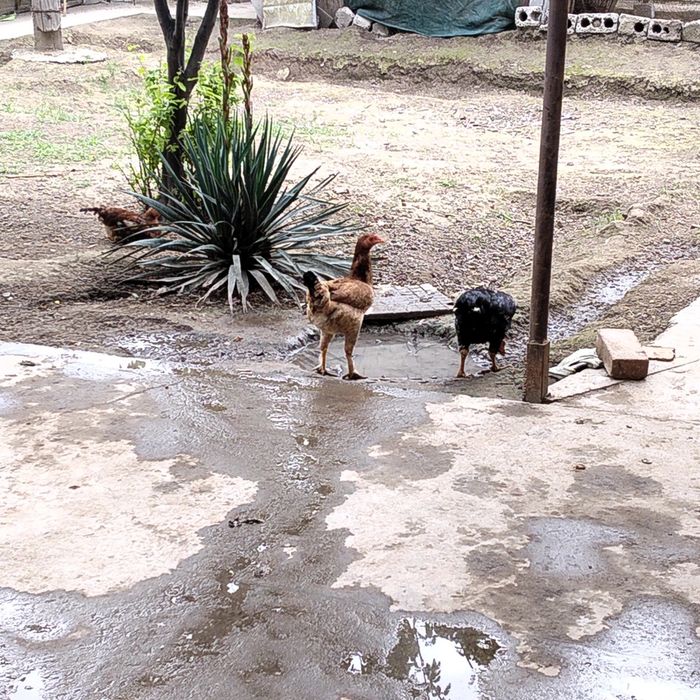 Dakan tovuqlar sotiladi