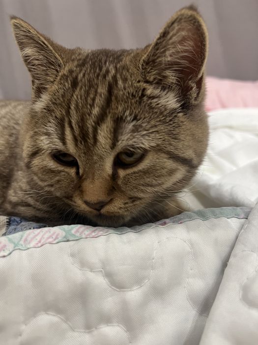 Отдам в хорошие руки кошечку британку