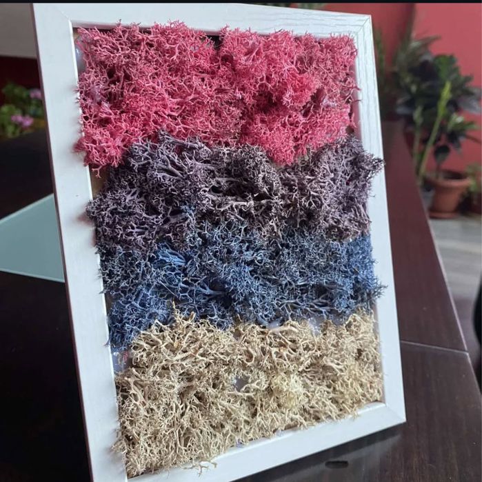 Картини от скандинавски мъх