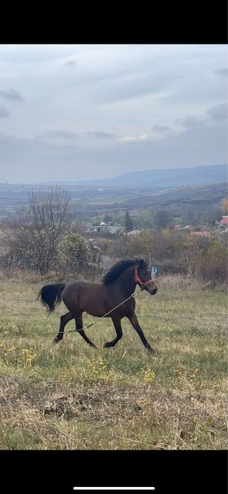Vând sau schimb cal