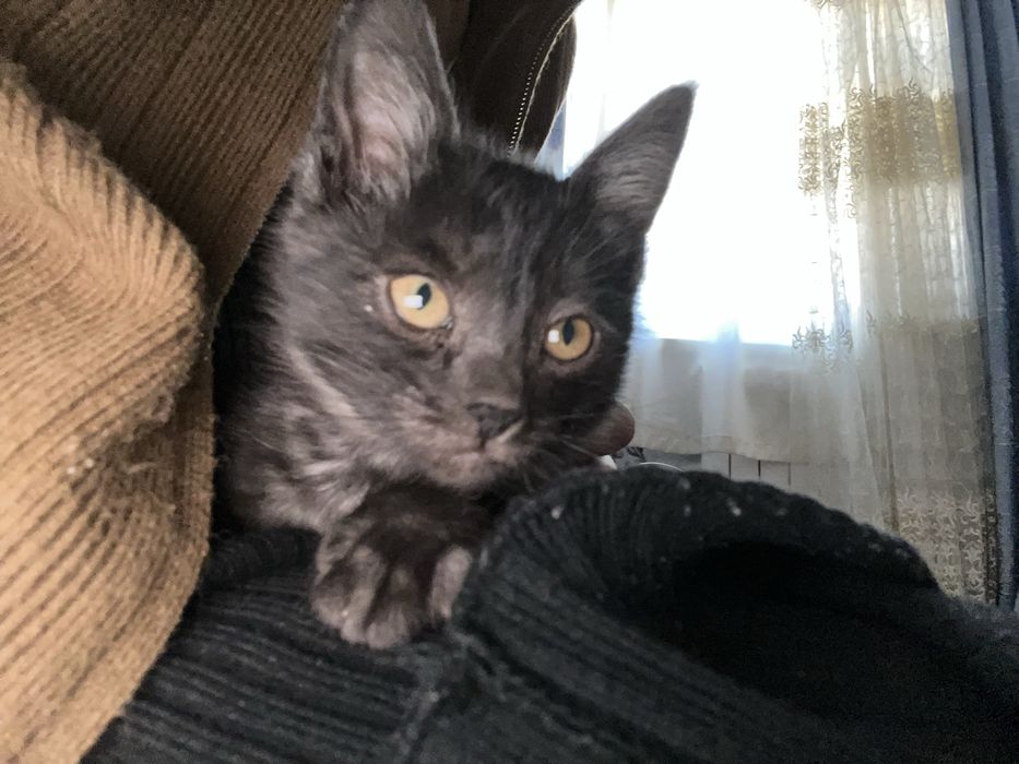 Qora mushik sotiladi toza