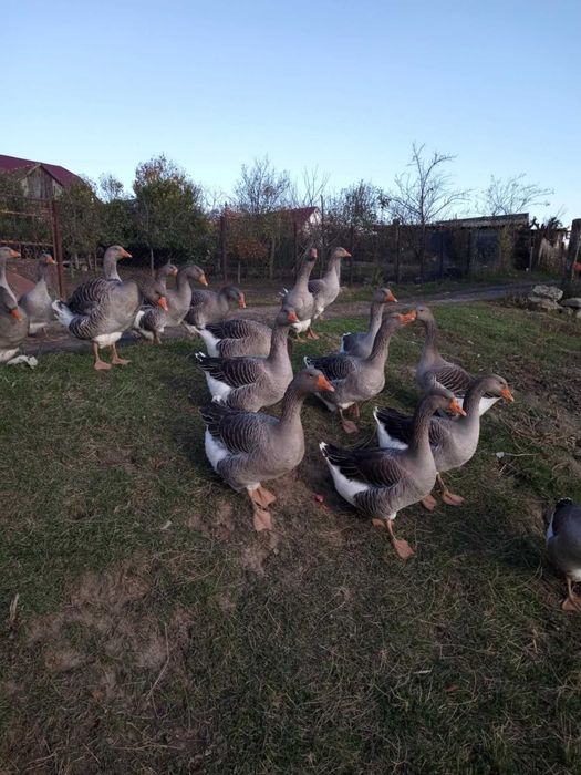 Gâște rasă Toulouse