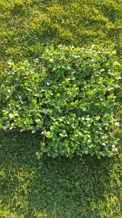 Предлагам разсад целогодишни ягоди сорт Албион