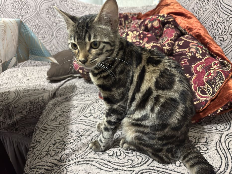 Беньгальская кошка