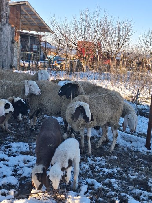 Vând  oi  de vanzare