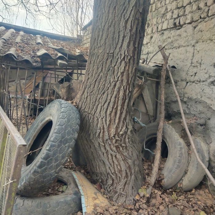 Мевали дарахт сотилади