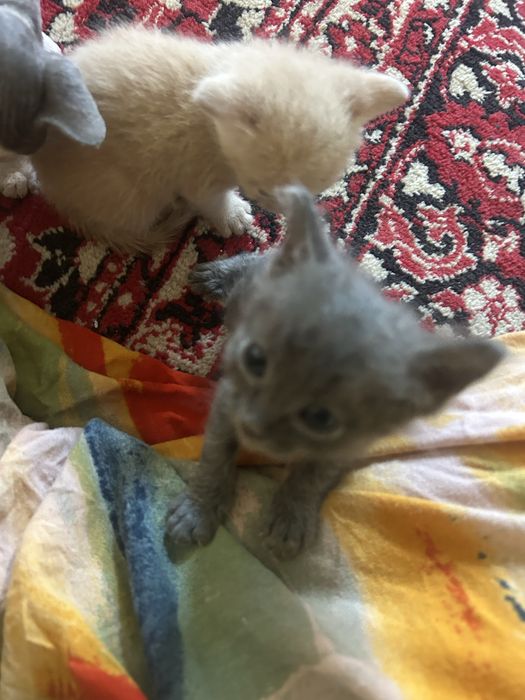 Отдам котят в хороших рук.