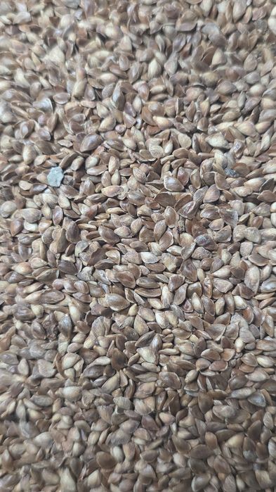 Seminte larice (Larix decidua)