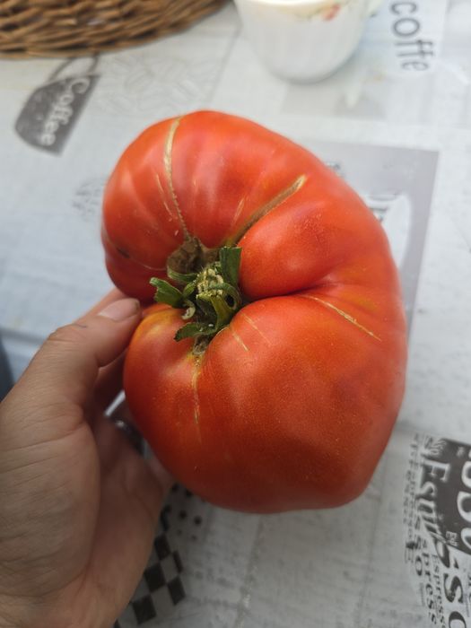 Roșii Bio de Vânzare