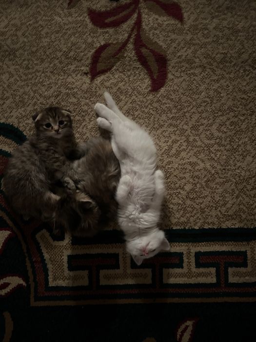 Отдам котят в добрые руки