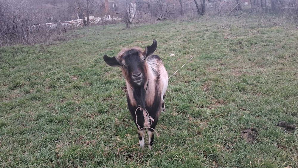 Продавам пърч на 2 години млад  160евр