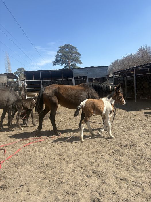 Продам двух кобыл с жеребятами