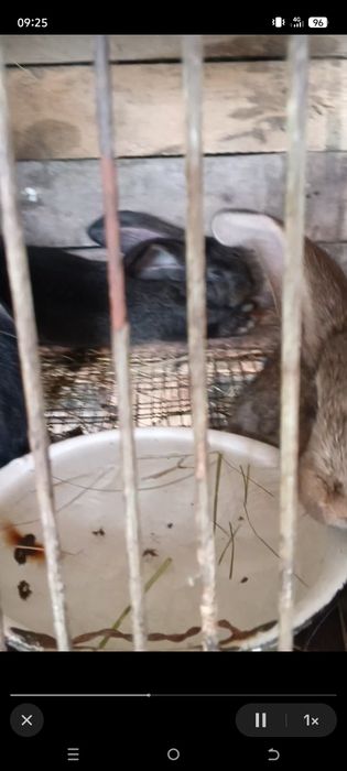 Продам крольчат Фландер