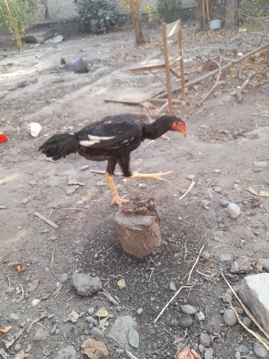 Porno biseksual swinger geylar