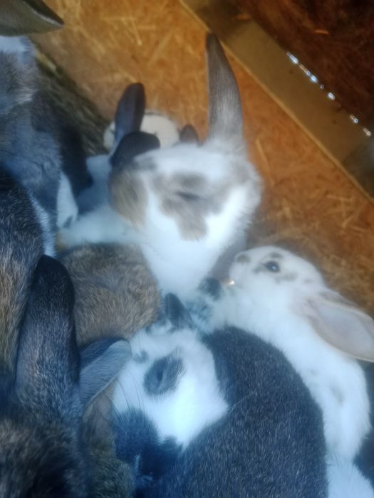 Продам живых крольчат .
