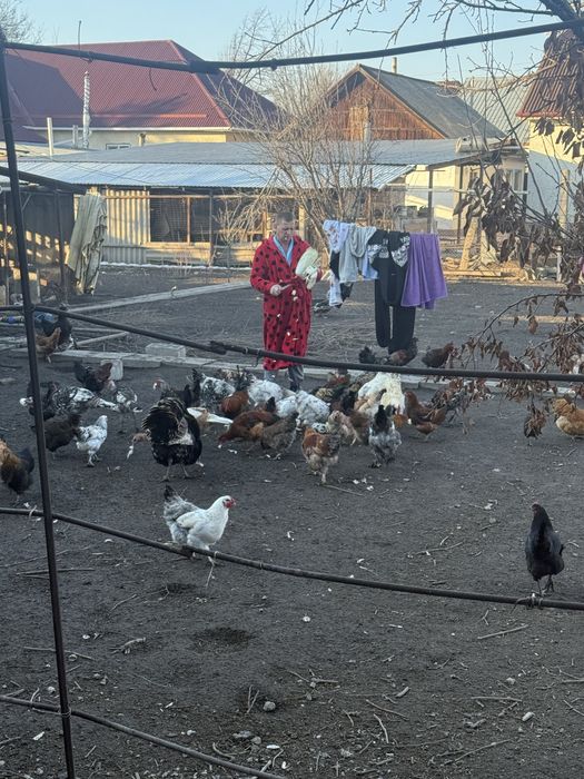 Продам курочек уже несутся