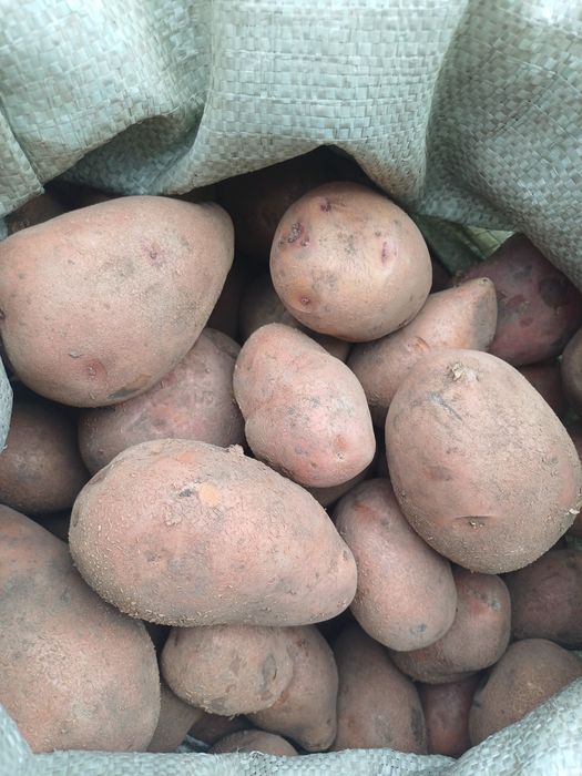 Продам картофель