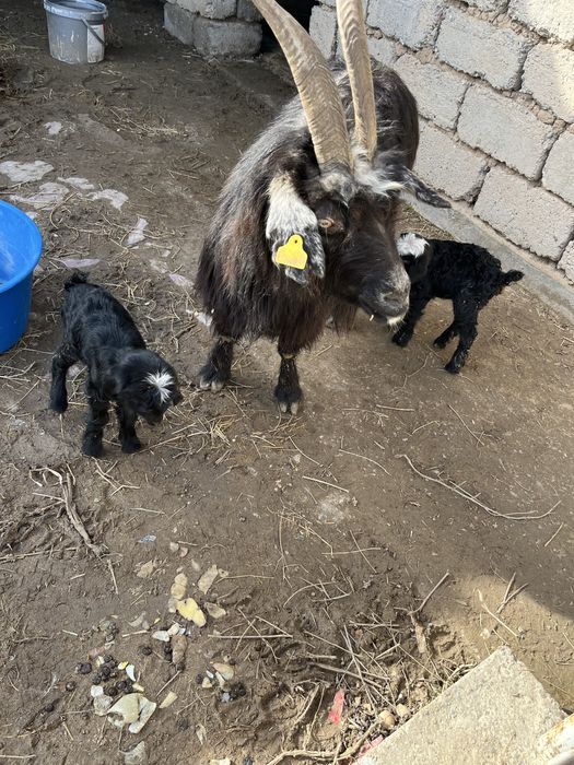 Ешкы 2 лагымен сатылады