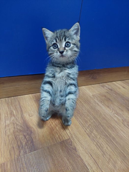Котенок ( британка)