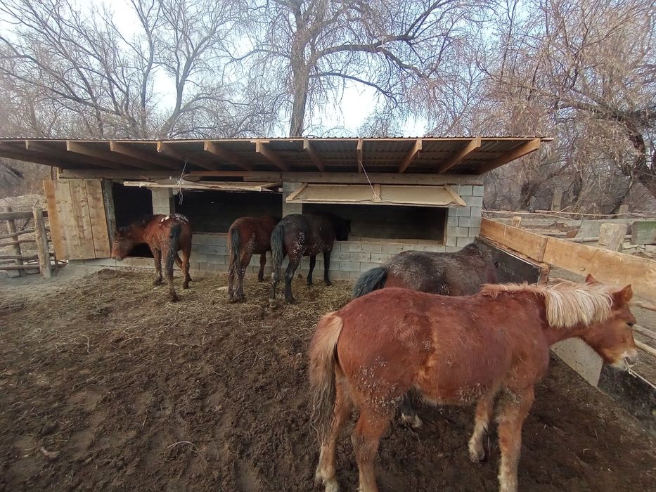 5байтал 3жабагы сау