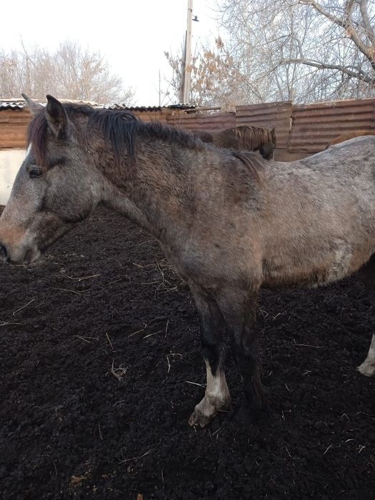 Продам полтарашек 600 тыс