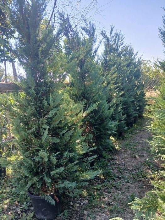 Leylandii 3m plus 230 pret engros
