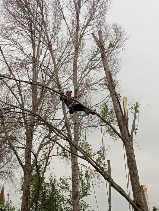 Спил распил деревьев обрезка плодовых деревьев