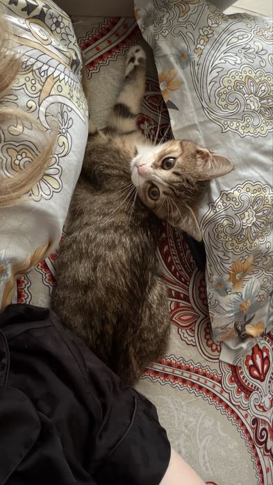 очаровательная девочка, котенок