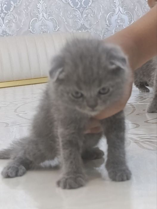 Mushukchalar sotiladi