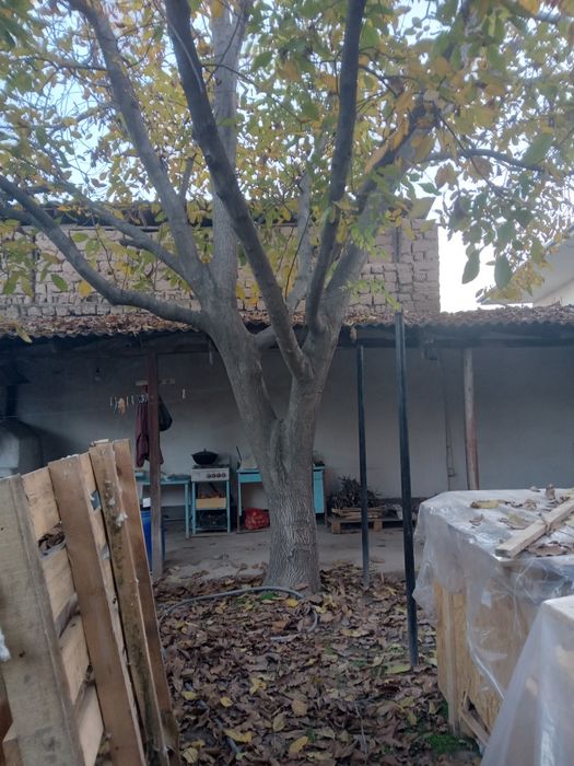 40 йиллик ёнгок, срочно