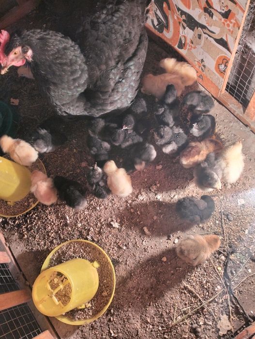 Цеплято домашний ломан Браун