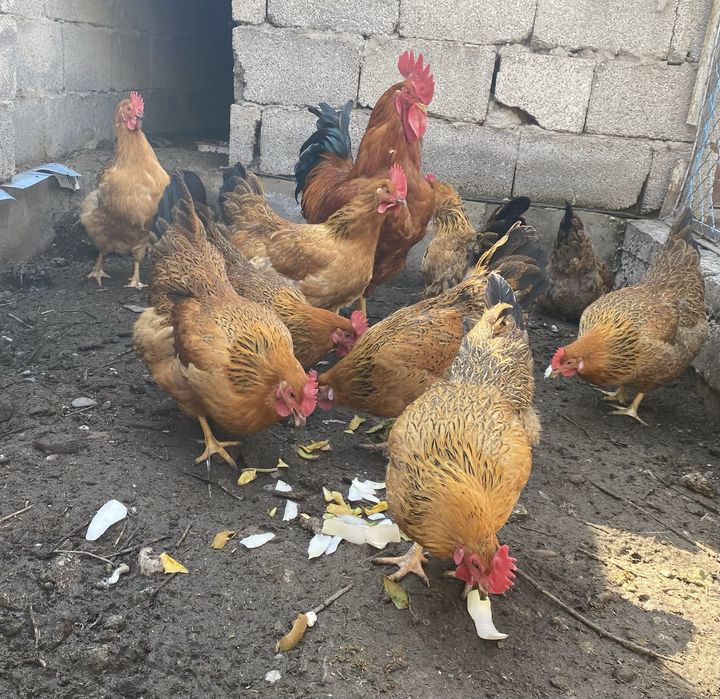 Цыплята Кучин юбилейный .