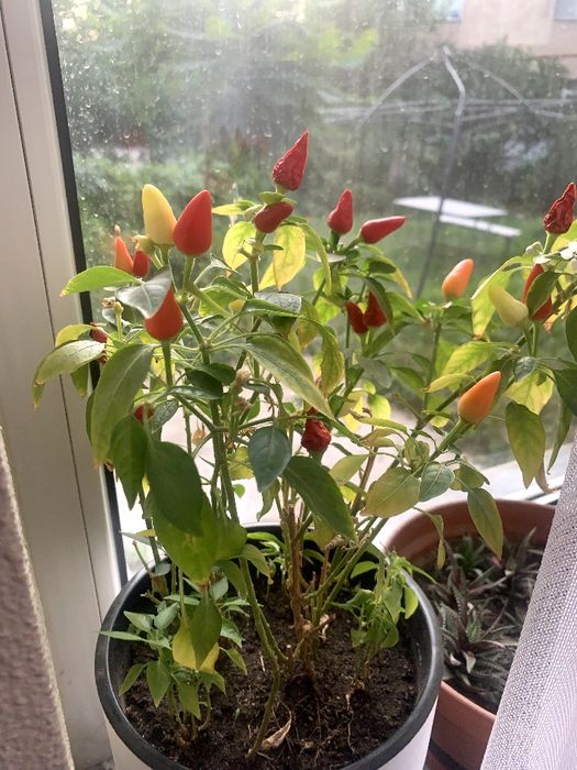 Комнатные  цветы разные