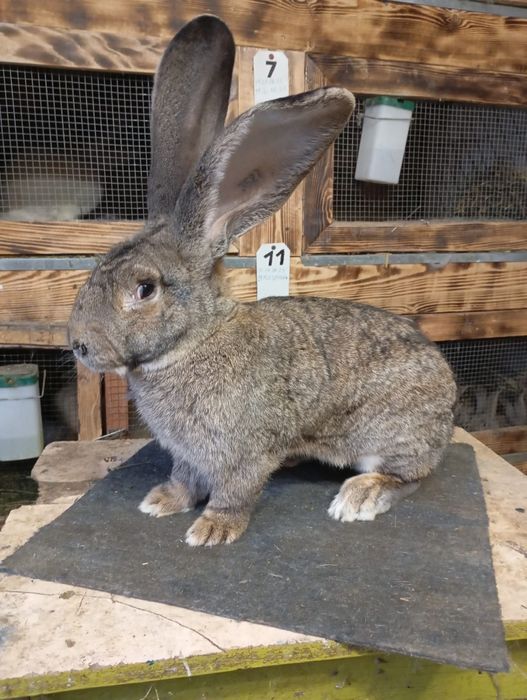 Mascul uriaș german