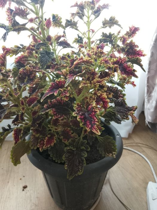 Продам колеусы в горшках