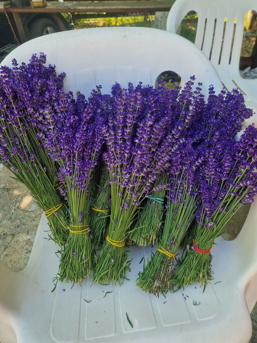 Vindem buchete lavanda