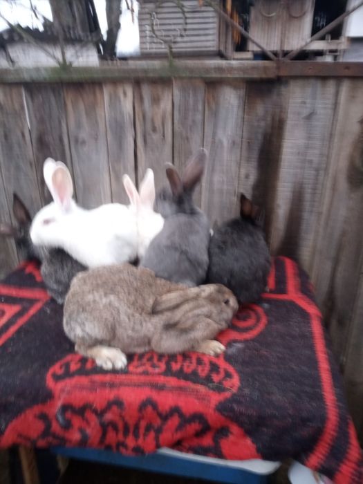 Vând iepuri, 6 femele.