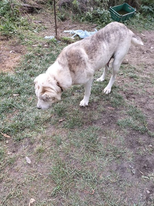 Donez Căței Ciobanesc de asia centrala cu Ciobanesc romanesc