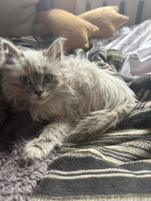 Котенок девочка