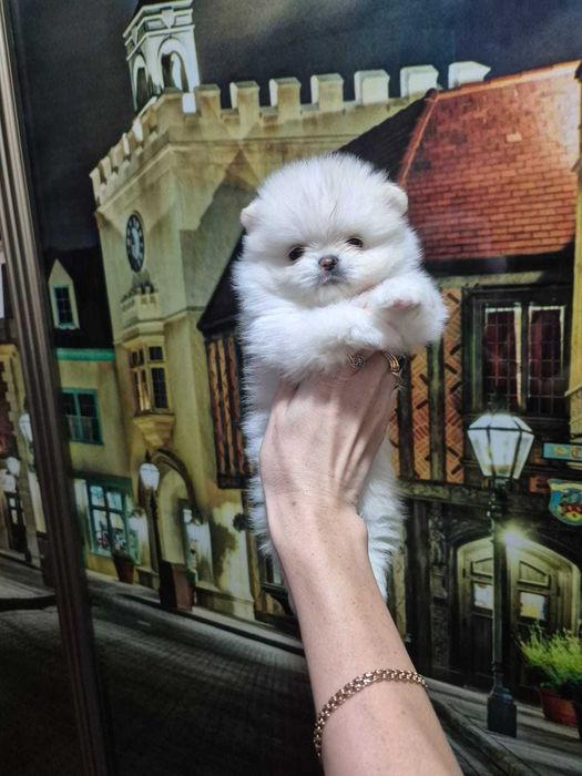 Продажа животных