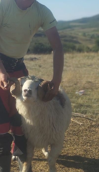 Berbec de vânzare