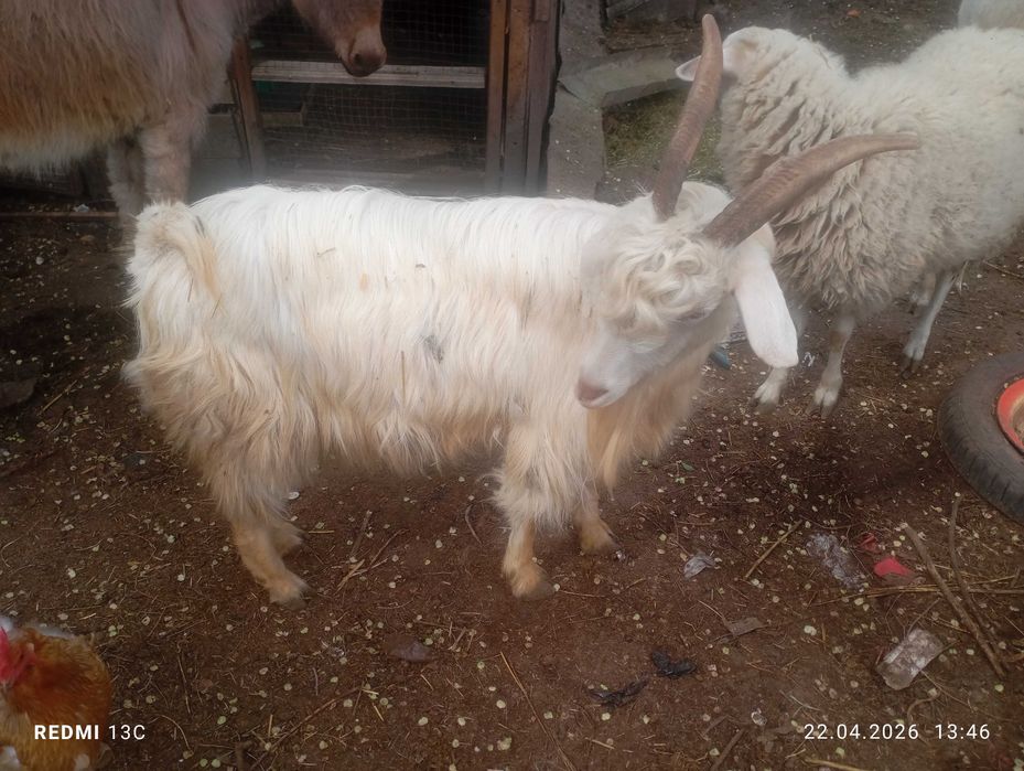 Продам козу с козленком